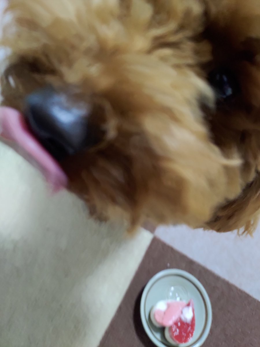 Ne_fa's tweet image. 今日はタルト（犬）の分もありまぁす