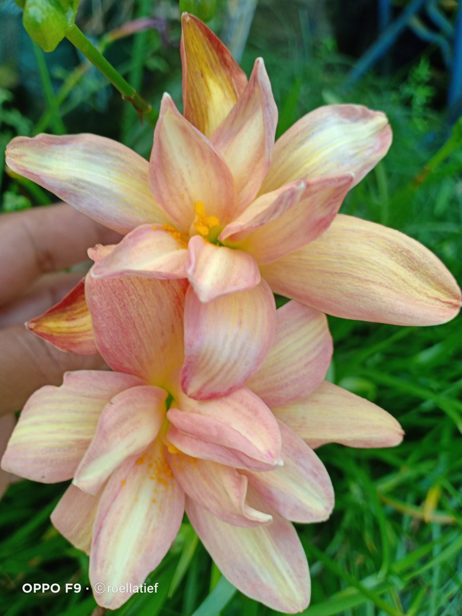 Hybrid double petal yg bunganya besar ini belum saya beri nama/ID permanent sejak pertama kali muncul sampai saat ini ☺️.