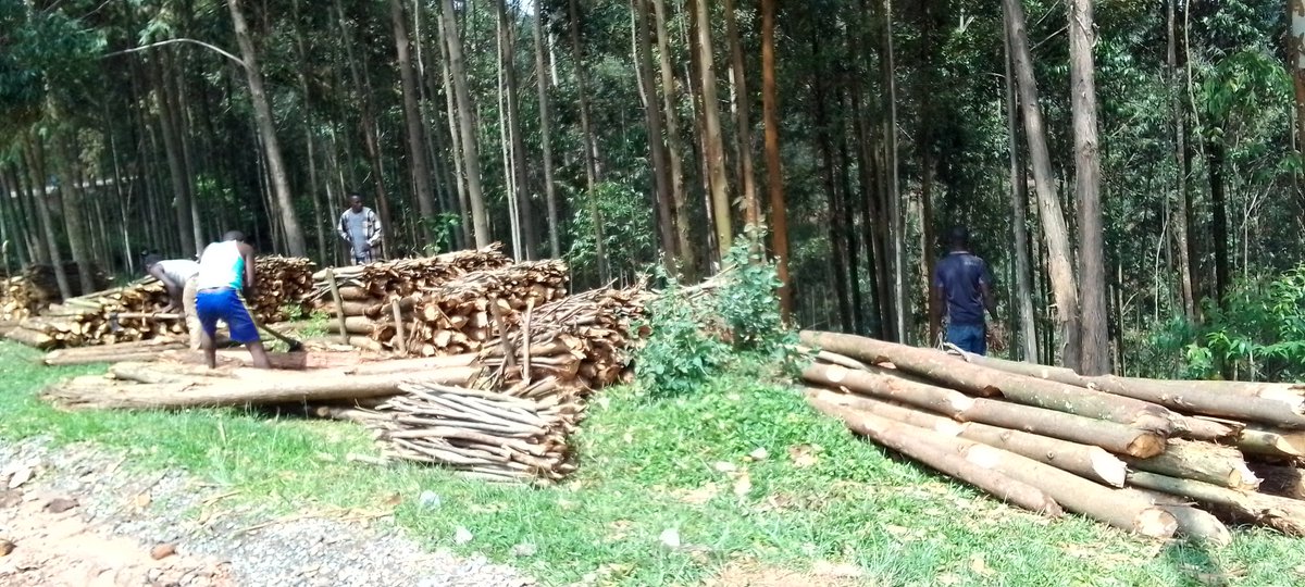 Do not cutting trees but plant more