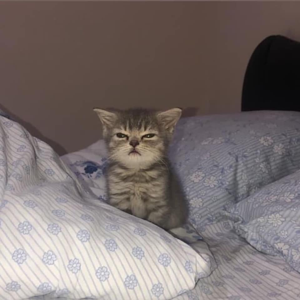 healing_storage's tweet image. 자기가 화났다고 강력하게 주장 중