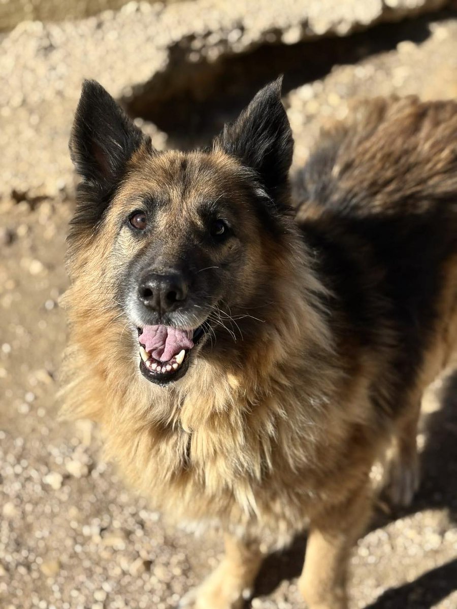 SosAbuelos1's tweet photo. #JAÉN
Ella es #NACHA, a preciosidad de 8 años que llevaba casi tres, en el centro de recogida de animales de Albacete. Y el día que la conocimos, no pudimos dejarla allí.

Es una perra increíblemente buena con otros perros, sociable con las personas, con niños... Con gatos no se ha probado pero se puede probar

Puede viajar
Contacto; adopcionestha@hotmail.com