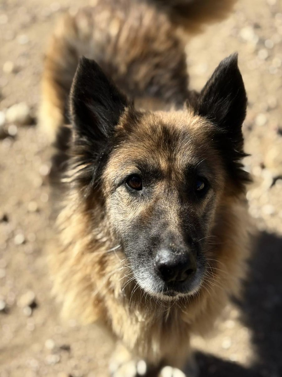 SosAbuelos1's tweet photo. #JAÉN
Ella es #NACHA, a preciosidad de 8 años que llevaba casi tres, en el centro de recogida de animales de Albacete. Y el día que la conocimos, no pudimos dejarla allí.

Es una perra increíblemente buena con otros perros, sociable con las personas, con niños... Con gatos no se ha probado pero se puede probar

Puede viajar
Contacto; adopcionestha@hotmail.com