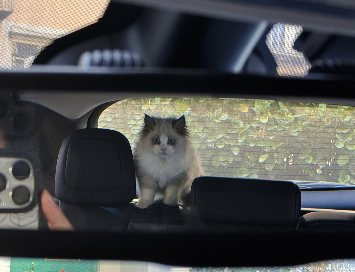 laoadeng's tweet image. 小鼻嘎配腰突，以后猛攻变弱鸡