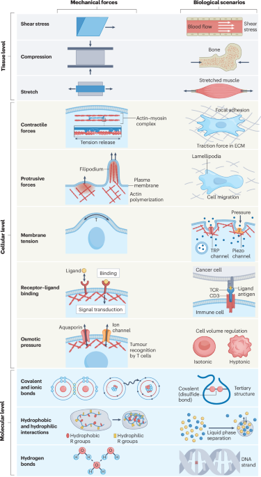 natrevbioeng's tweet image. Mechanomedicine bit.ly/4aHOCE2