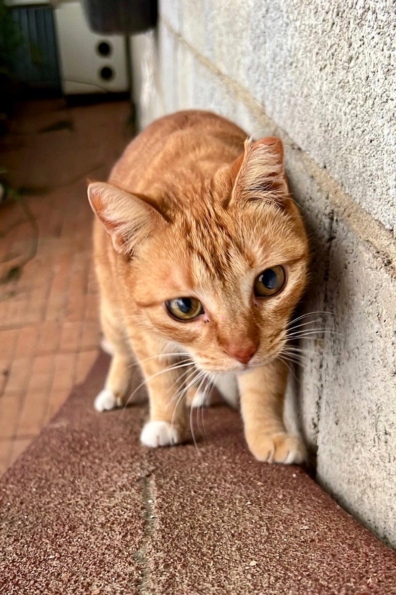 Refugi Els Àngels tweet media