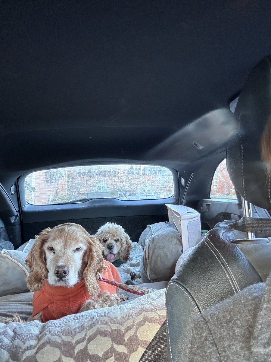 SpanielsSuper's tweet photo. Dad is trying to dig us out #NotGoingAnywhere #StrandedInIce https://t.co/QBOiK7VUdd