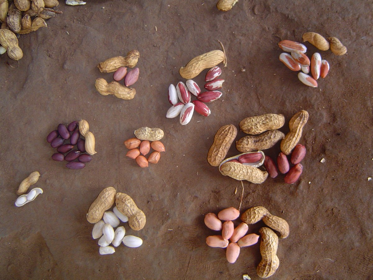 David Bertioli tweet media