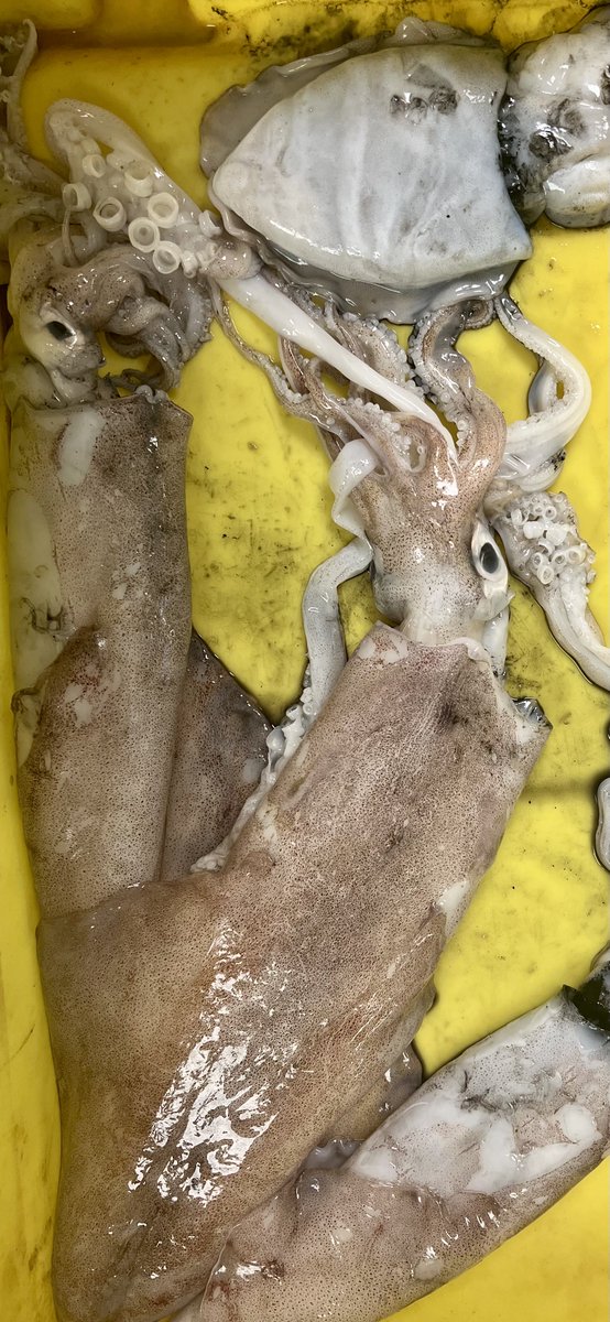 MCBSeafoods's tweet photo. 🐟 Fresh &amp; frozen fish that sells
MCB Seafoods 🎣
Premium-quality fish with fast, reliable delivery and first-class service.
Trusted by fish &amp; chip shops, takeaways, and restaurants that don’t compromise on quality.
Check out the pics: plaice, squid, bass &amp; skate
Order yours now https://t.co/JFC15B5bxK