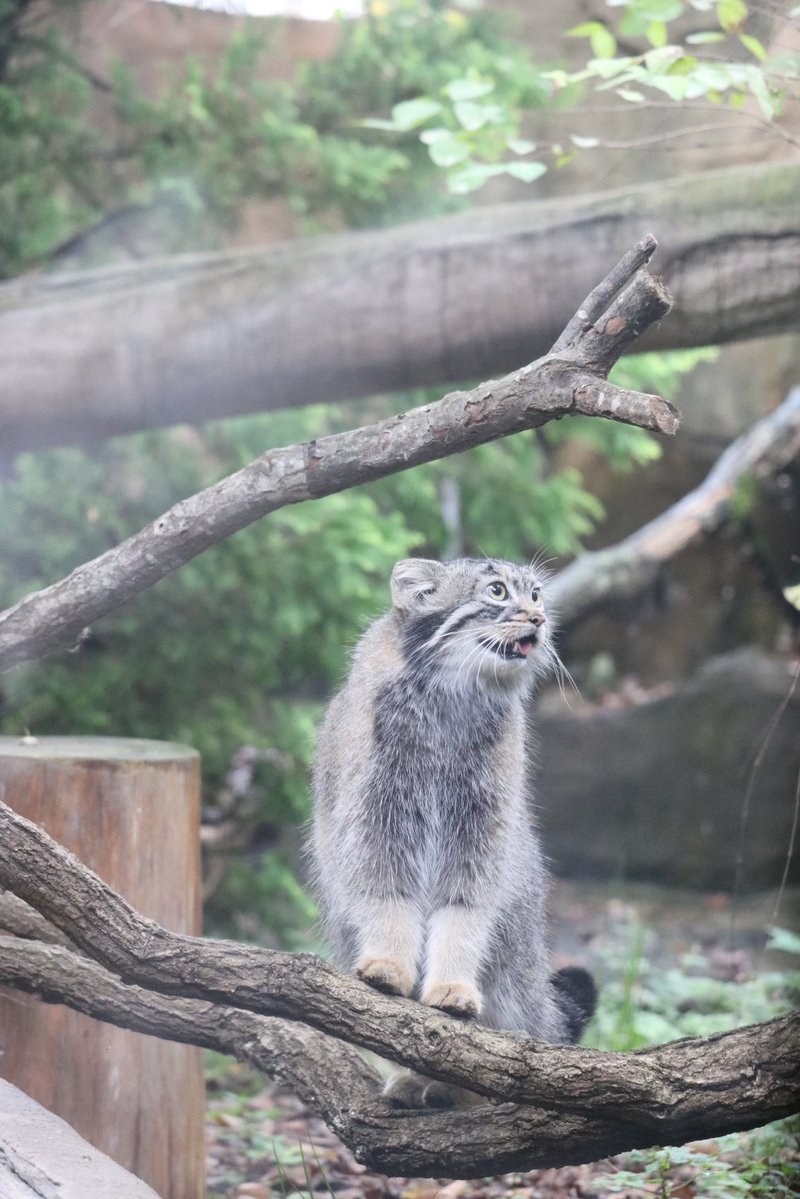 _takeman's tweet image. 250914 那須どうぶつ王国　アブリコース
ついに山口旅行の写真投稿が終わりました。今度は9.14のなすどです。ボルポリレフ🌈の後、初入国だったので、マヌルちょい多めです。最推しのジジもほぼ寝てたので😴