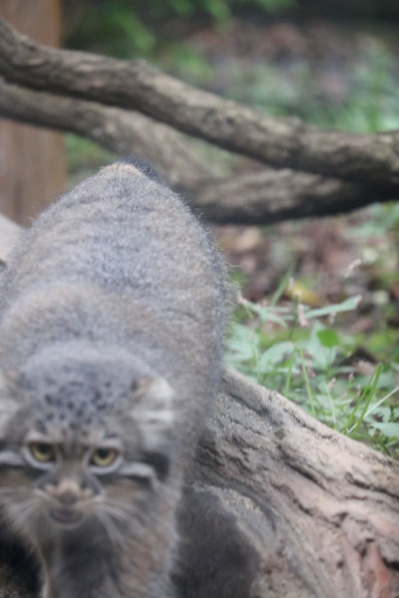 _takeman's tweet image. 250914 那須どうぶつ王国　アブリコース
ついに山口旅行の写真投稿が終わりました。今度は9.14のなすどです。ボルポリレフ🌈の後、初入国だったので、マヌルちょい多めです。最推しのジジもほぼ寝てたので😴