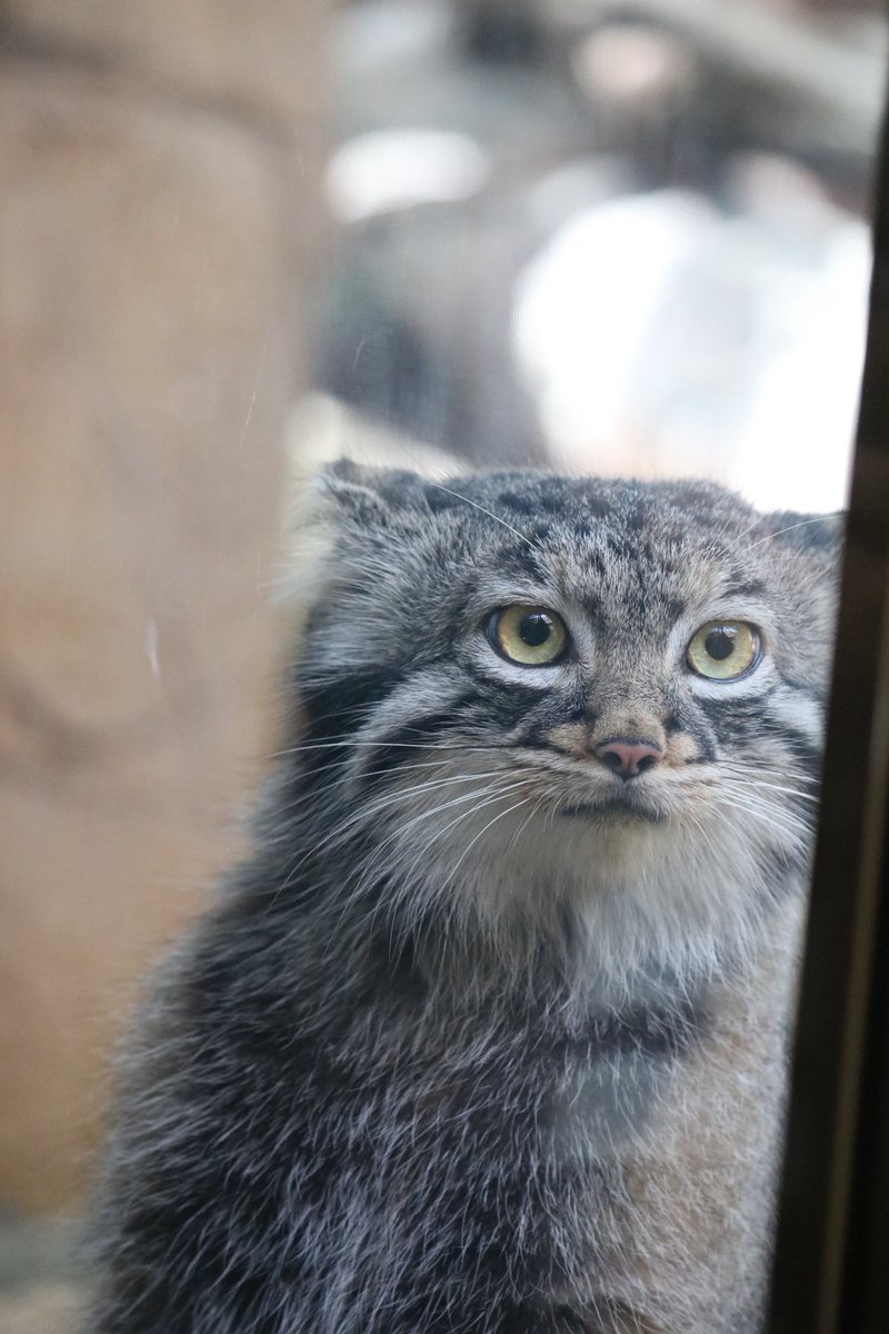 _takeman's tweet image. 250914 那須どうぶつ王国　アブリコース
ついに山口旅行の写真投稿が終わりました。今度は9.14のなすどです。ボルポリレフ🌈の後、初入国だったので、マヌルちょい多めです。最推しのジジもほぼ寝てたので😴