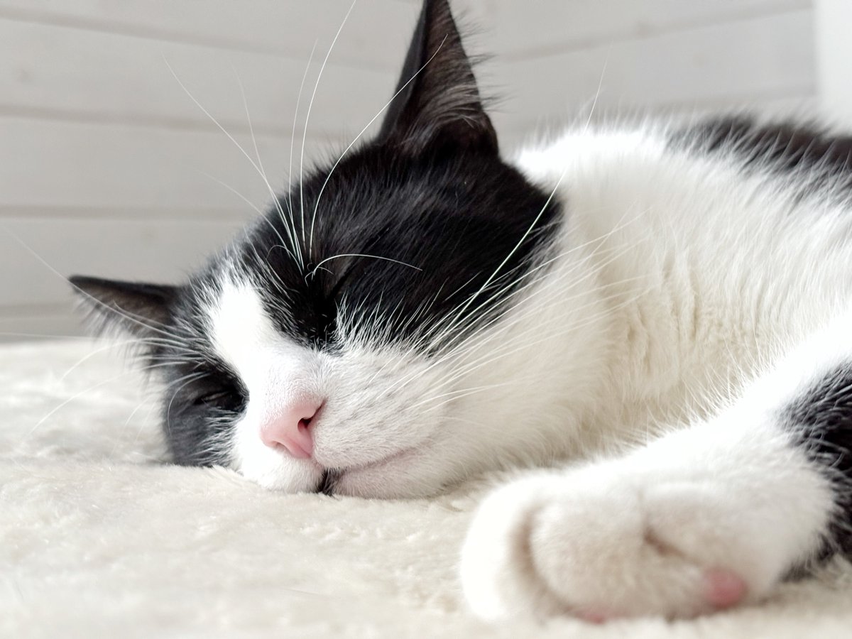 ilenko's tweet image. кот нассал в кашпо • кот разбил полку в душевой • все дела переделал • сейчас возлежит опосля выгула по снежному променаду улыбается и не гудит...