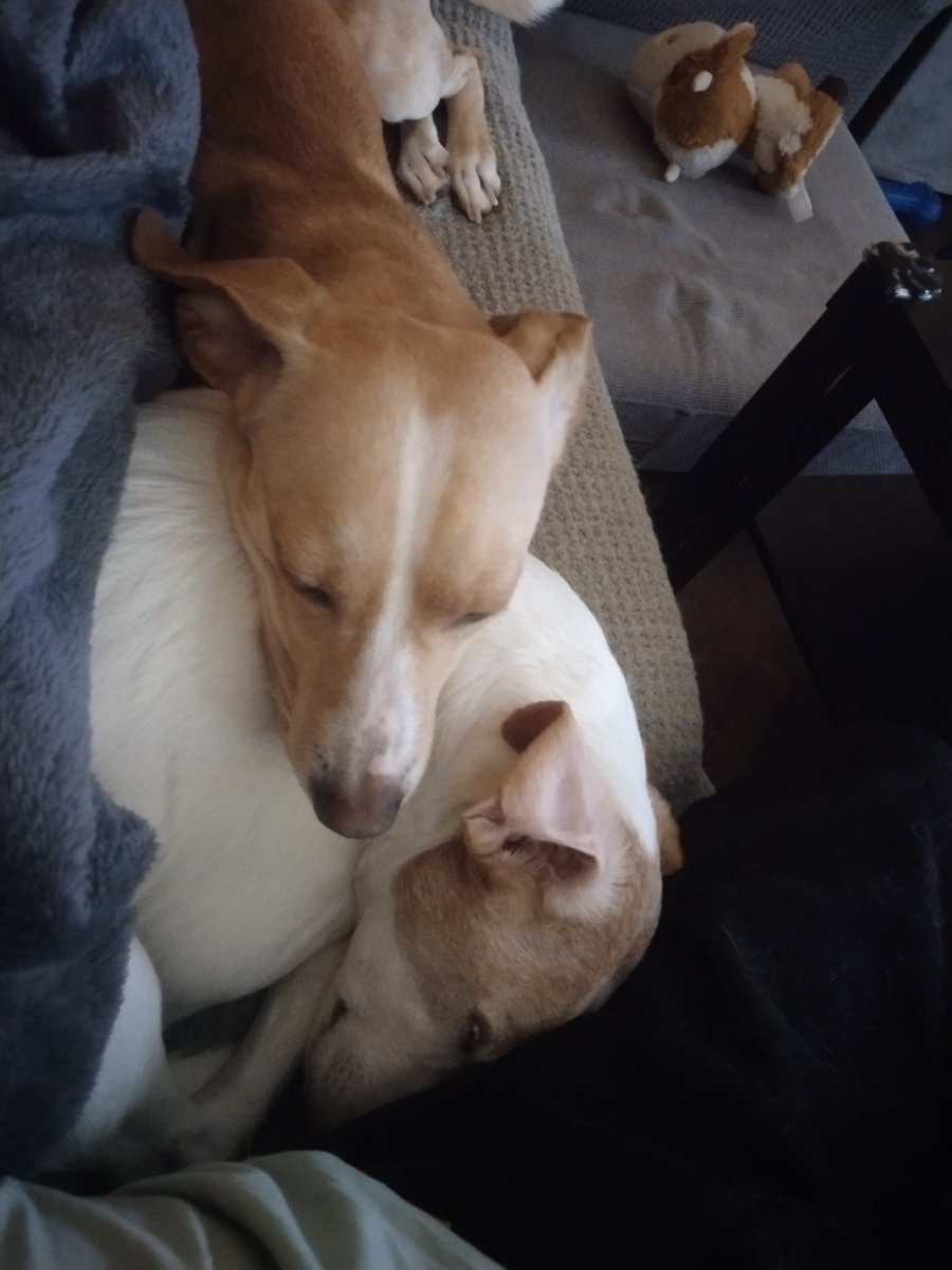 Meracor_'s tweet image. El perro-almohada. Cuando no soy yo es su hermano quien le usa así xD