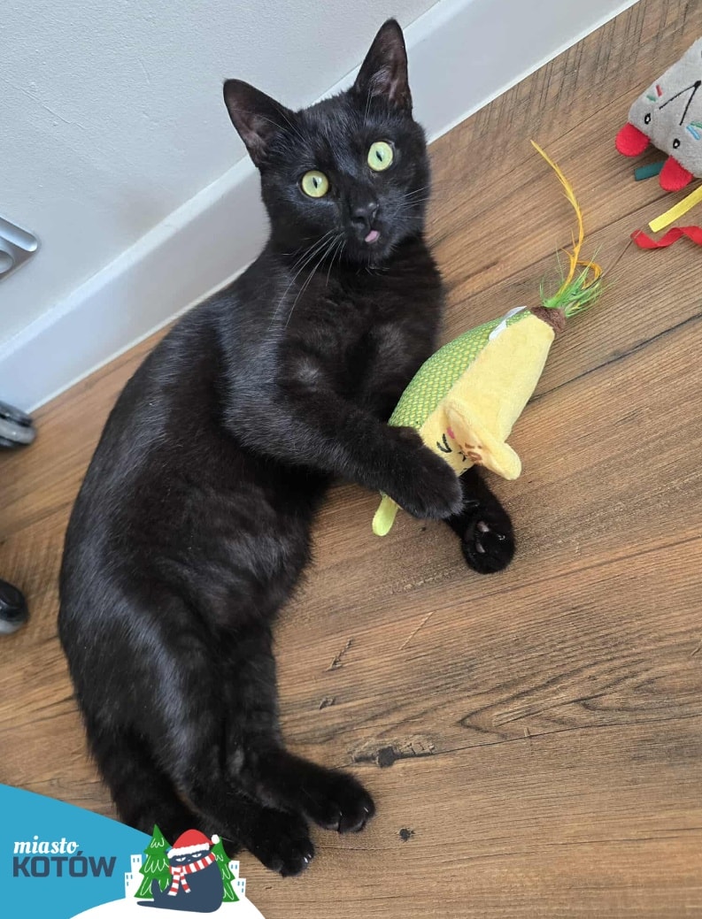 🎄Ciastek w maśle 🍪

Ciastek przyszedł do naszej wolontariuszki i dał się zabrać z działek, bo najwyraźniej czuł, że otrzyma pomoc. I kiedy Ciastuś wyjedzie do swojego domu zwolni miejsce dla kolejnej biedy potrzebującej pomocy 💙
Gorrrąca linia w sprawie adopcji ☎️ 504 579 853