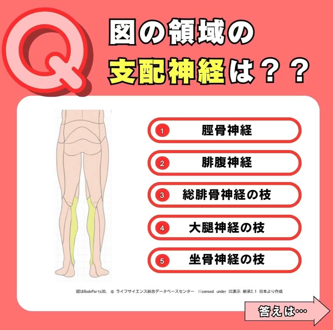 dFOkxfqkSiqxRst's tweet image. 🔴第61回理学療法士・作業療法士国家試験予想問題44
『図の領域を支配する神経はどれ？』
#感覚支配域　#皮膚　#神経支配　#イラスト