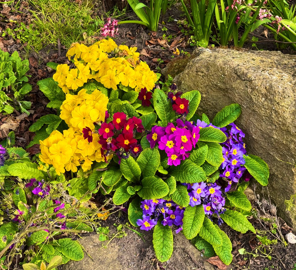 jjmmli's tweet image. Wildflower time! Show me what you’ve found!