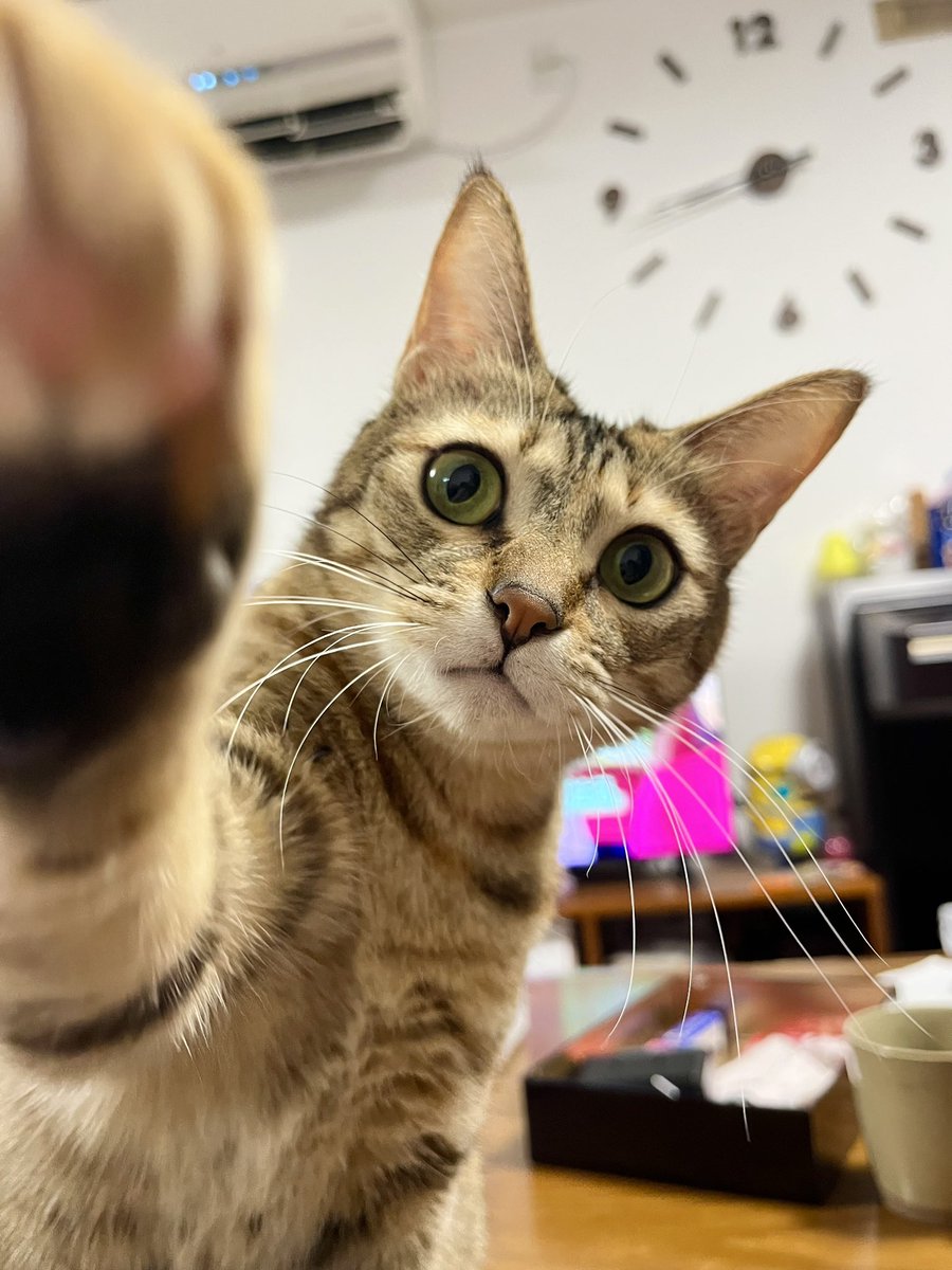 くろみつ (@kimkkCats) / Posts / X