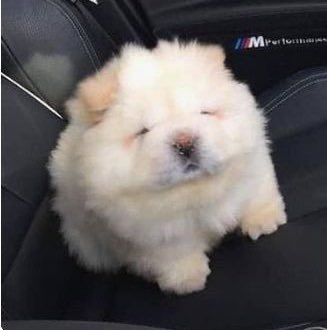 gnabnahc97chris's tweet image. i will never shut up about bang chan being a mashed potato with his short blonde hair 😭😭😭