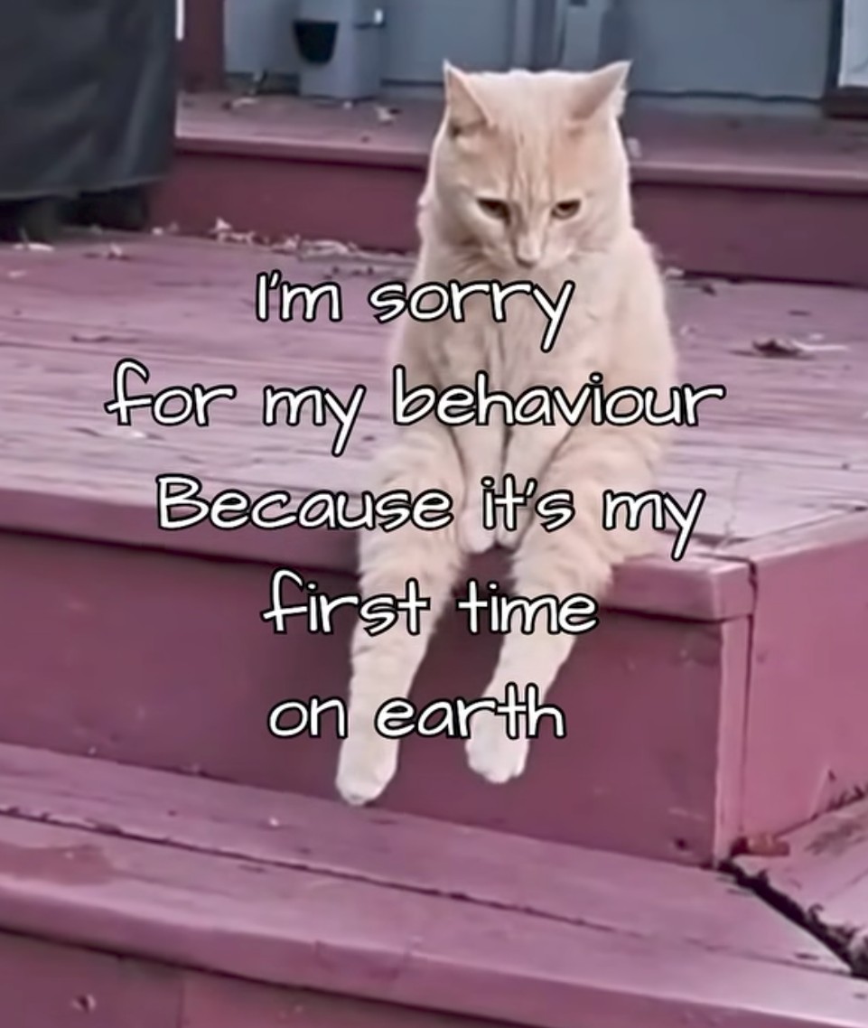 Sorry guyzzzz 🙏😺