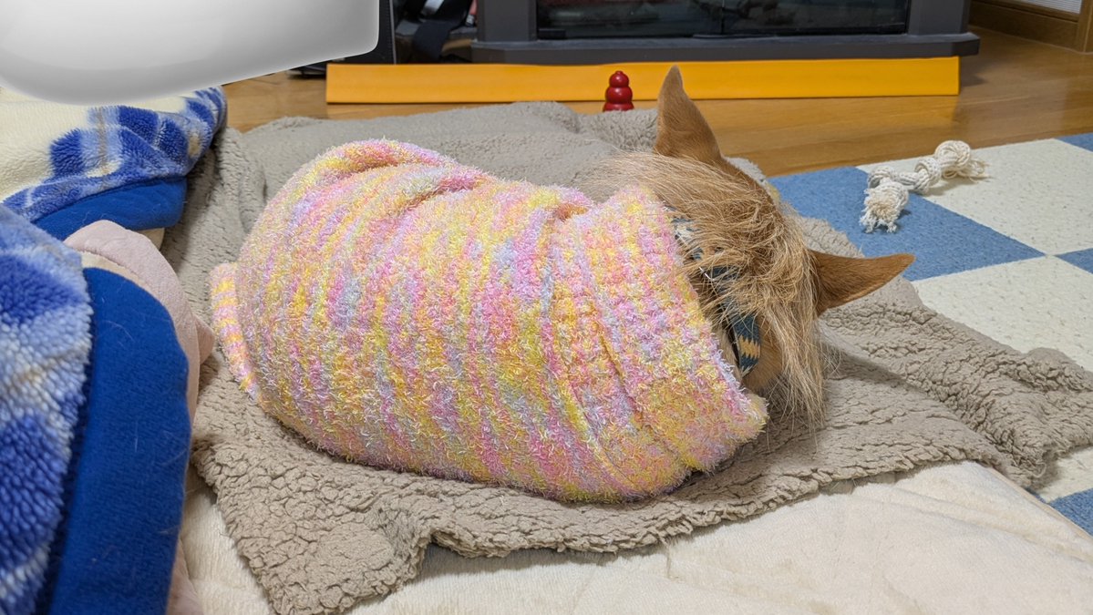 犬ちゃん (@dogchan1010) / Posts / X