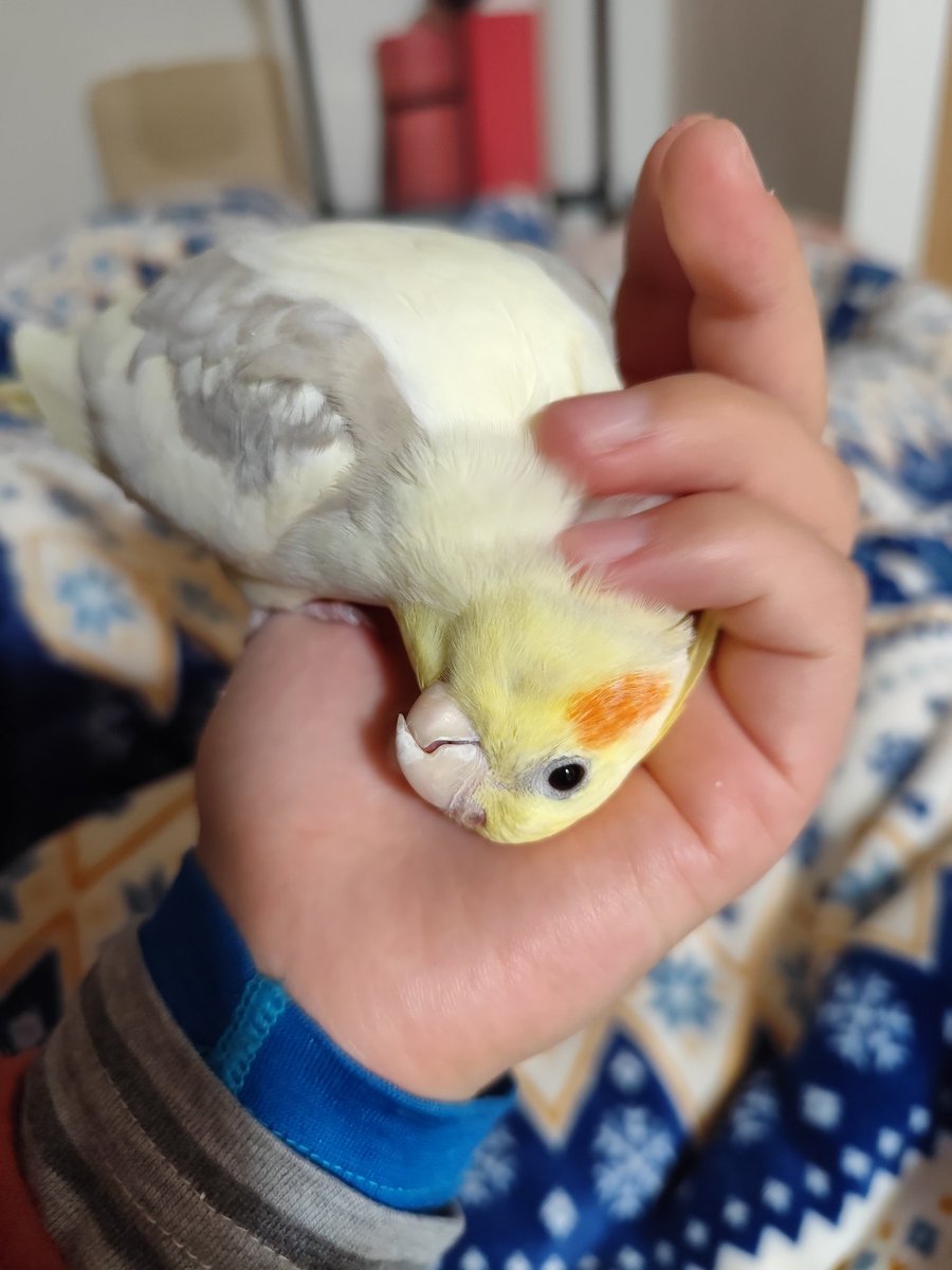 手先の器用さをオカメインコに試されてます