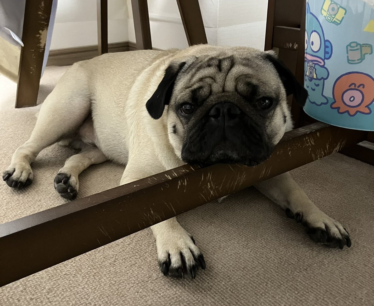 ★パグ子★ページ 12 - YouTube