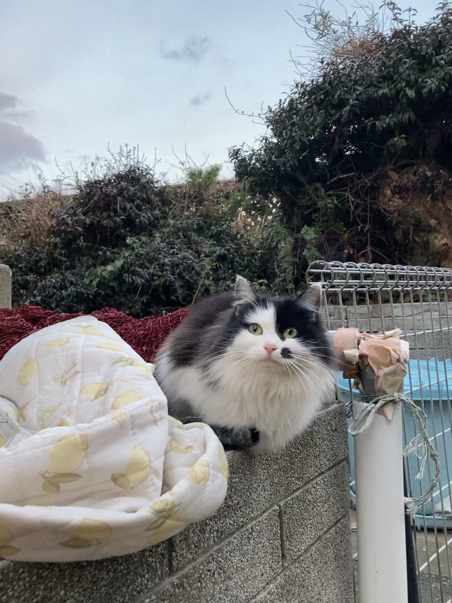 こちらもどうぞ😸 ハル、ホクちゃん、ルイーゼ😺 ミルクティーも