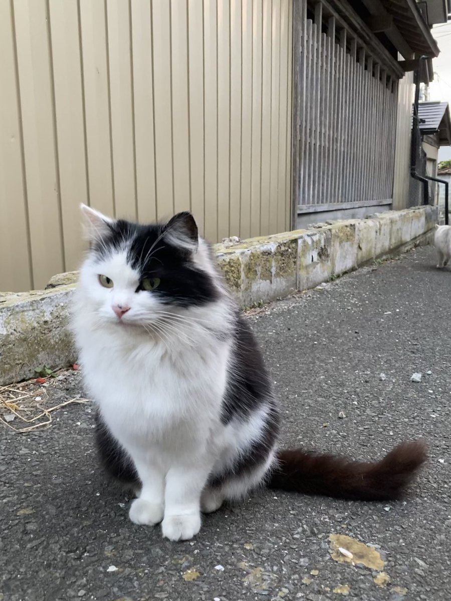 こちらもどうぞ😸 ハル、ホクちゃん、ルイーゼ😺 ミルクティーも