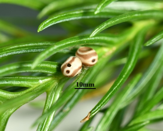 BioDataJournal's tweet image. Six parasitoid wasp species are reported from the eggs of Dendrolimus houi, a major destructive defoliator of conifers in China: doi.org/10.3897/BDJ.14…

#biocontrol #parasitoids #pests