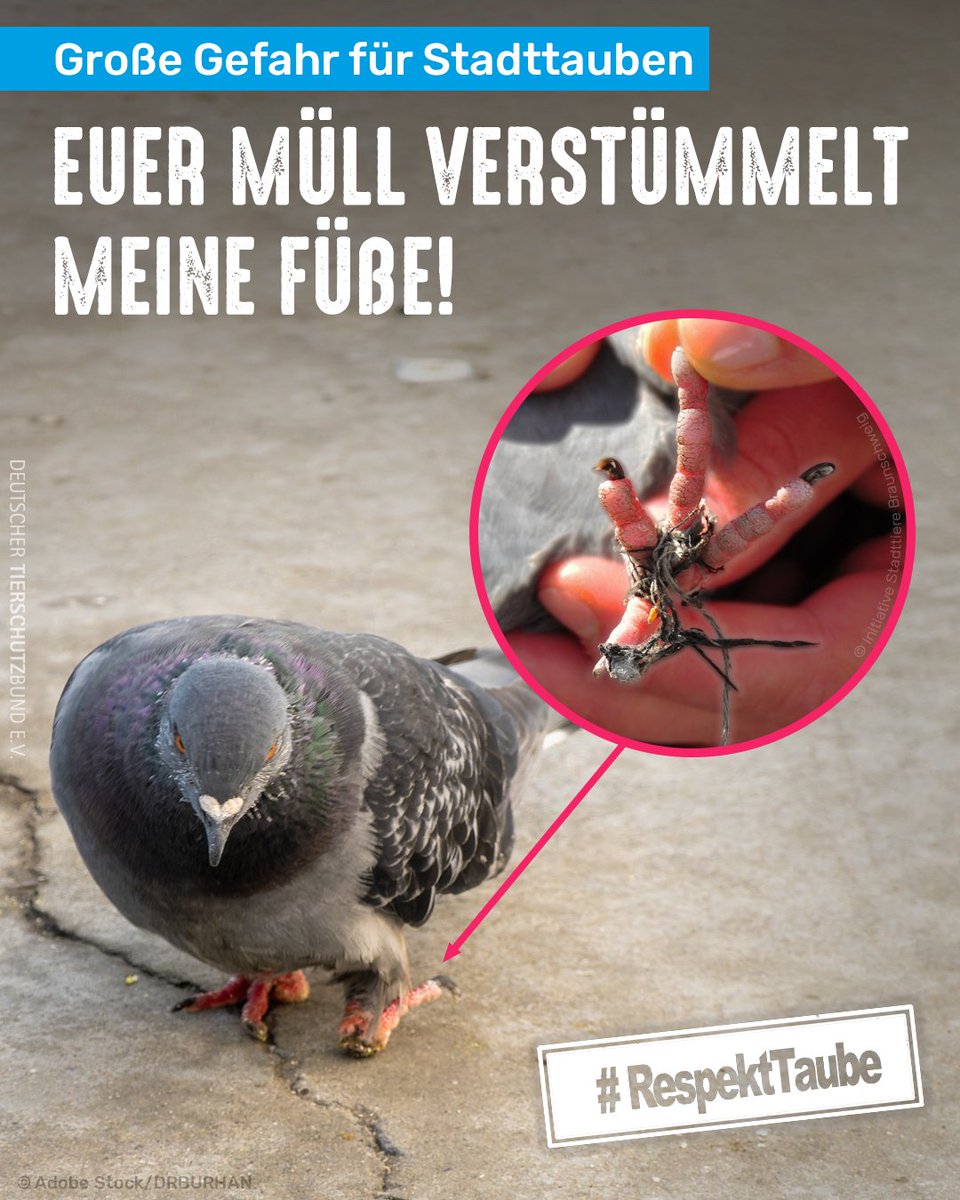 Verpackungs- und Essensreste, Netze oder Fäden: Immer mehr Müll landet auf dem Boden. Hier sind Stadttauben fieberhaft auf der Suche nach Nahrung, um den Winter zu überstehen. Dabei kommt es nicht selten zu verhedderten Bändern um ihre Füße, die sie selbst nicht entfernen können.