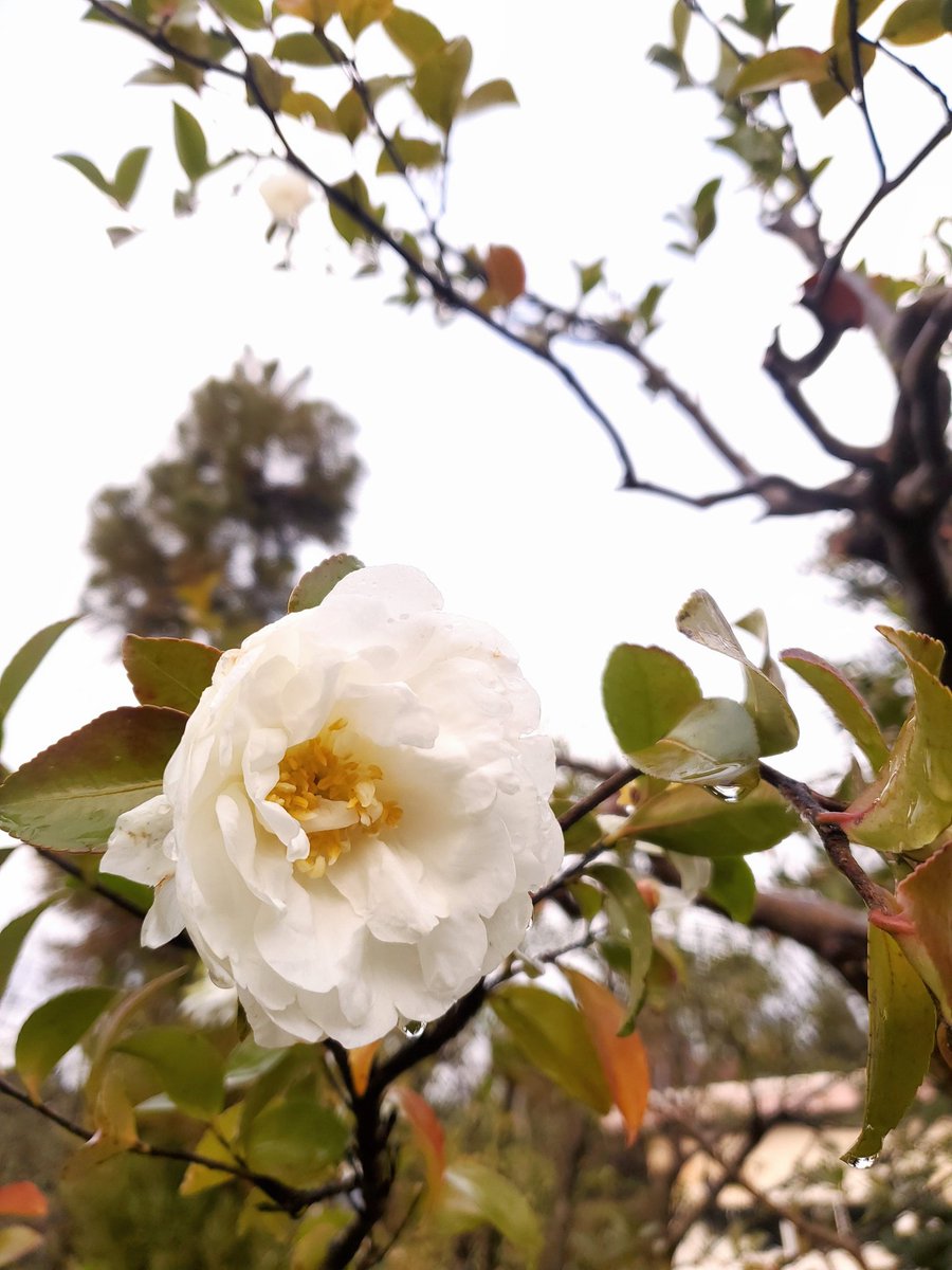 mayu*** (@mayu_r729) / Posts / X