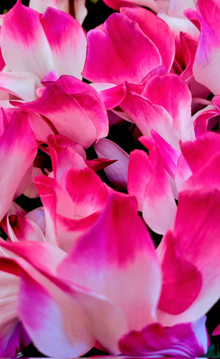 ちゅん ハニーキス（Honey Kiss） ちゅるんグリーン | カラコン通販ホテラバ