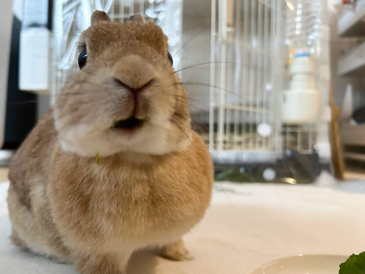 Post by うさぎちゃん on X: 네!!!