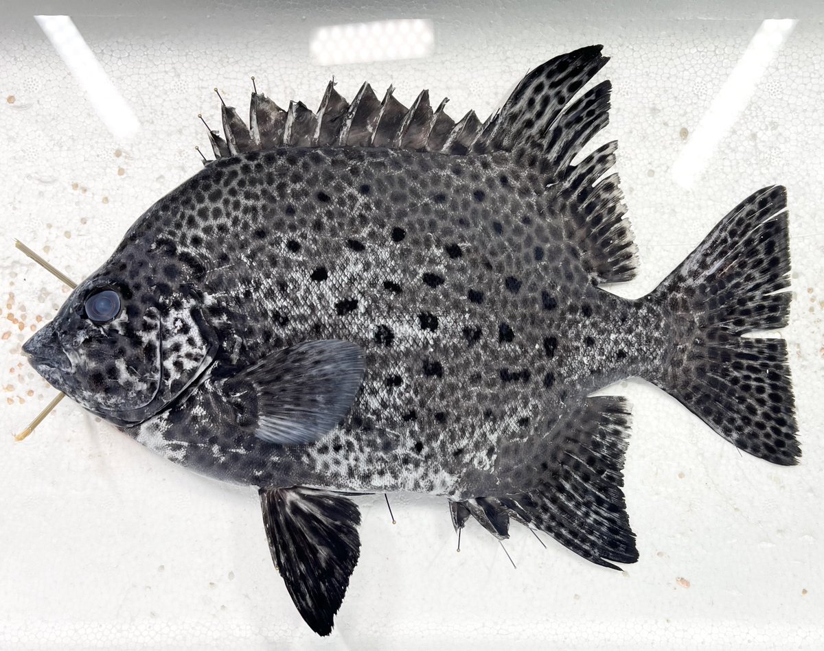 動脈。'26💜🍬🗼 (@scienceheart0) / Posts / X