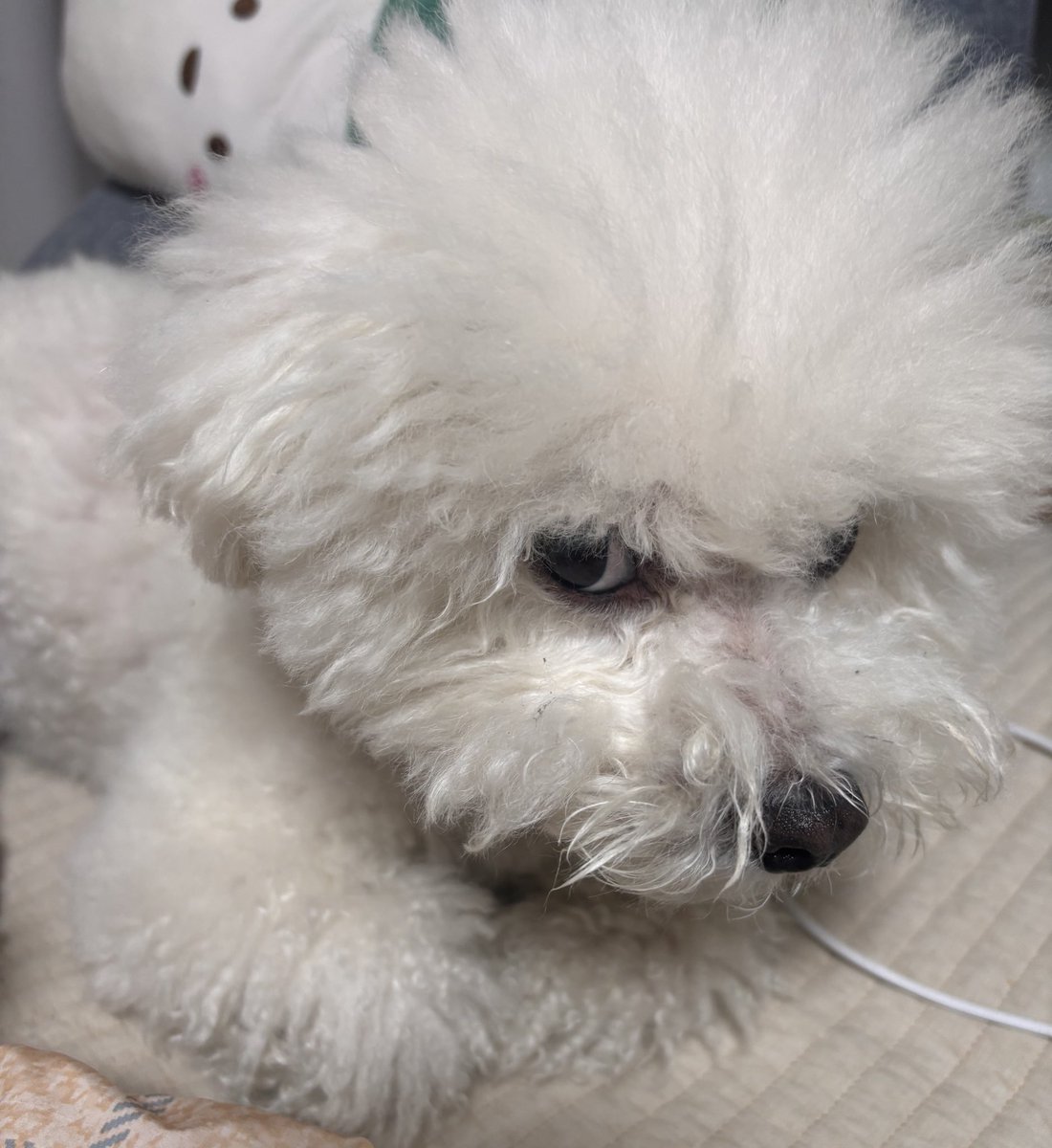 귀찮게 하면 진.짜로 째려봄
강아지가 표정이 없다고요?!