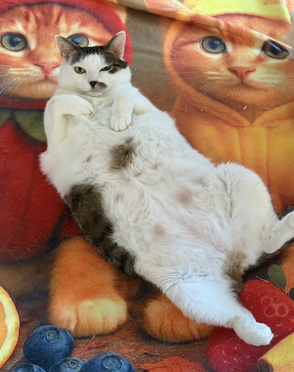 nirreff's tweet image. ブランケットだけどかわいいから床に引いてセンターでキメ顔
🥰
 #猫かわいいね