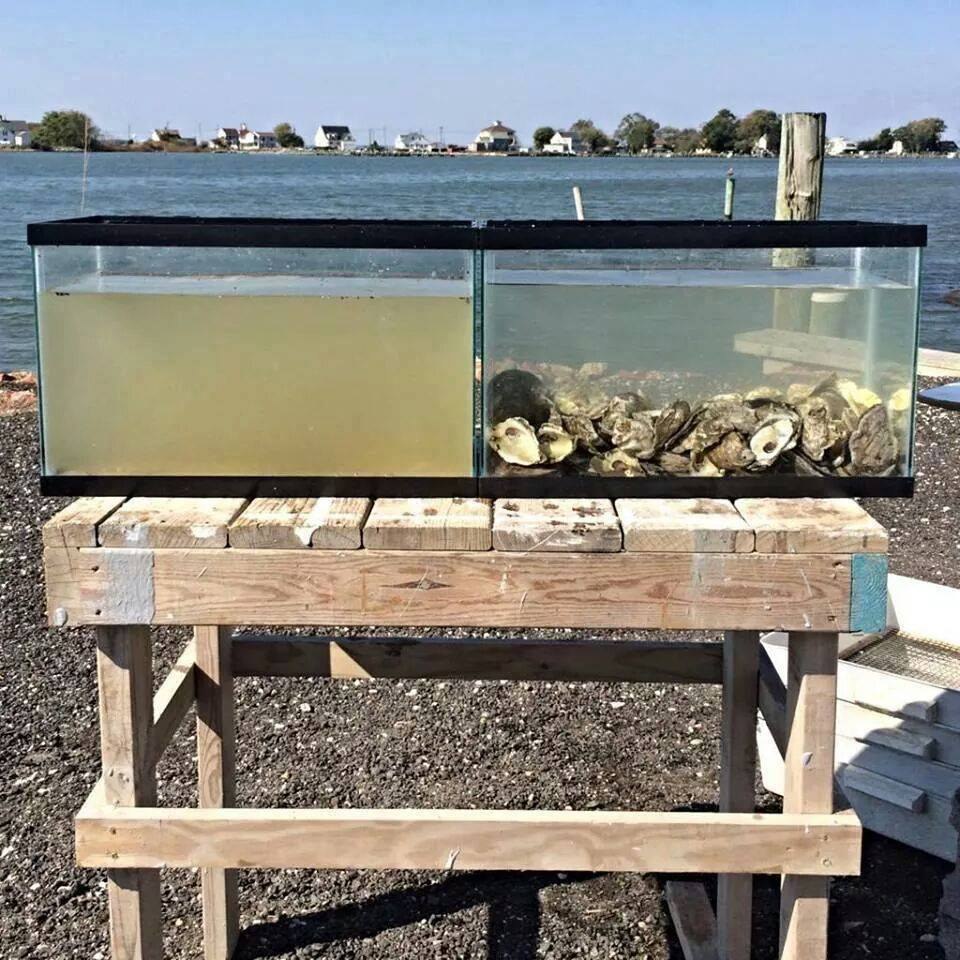 Water in both aquariums is taken from same place at the same time, but oysters were put in the right, but not in the left.

It has been said that adult oyster is capable of filtering more than 20 gallons (80lit) of water per day.

Perhaps it would be wiser to focus on solution to