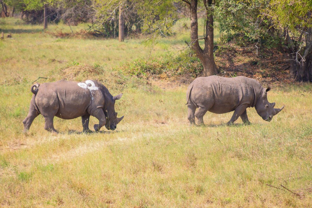 ugwildlife's tweet image. At Ajai, the rhinos are carefully offloaded and released. Rangers and veterinarians observe closely as the animals walk, graze, and begin adapting. #RhinoConservation #RhinosReturn