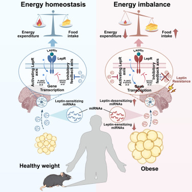 Cell Metabolism tweet media