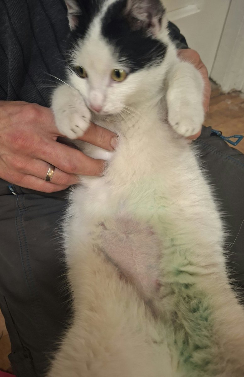 lupusexmachina1's tweet image. Ovo čudo mi je malopre utrčalo u stan.
Pomažite da nađemo čija je Beograd, Crveni krst. Širi dalje.