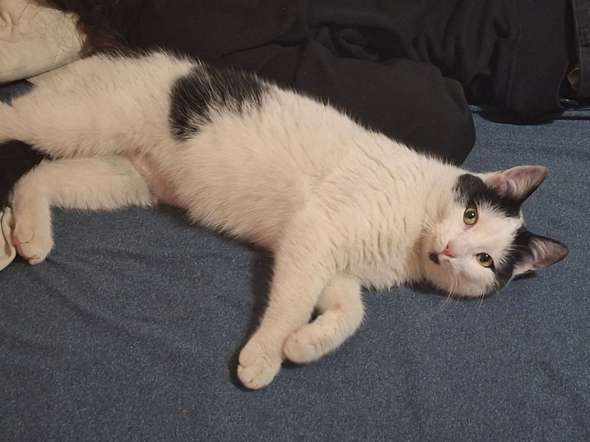 lupusexmachina1's tweet image. Ovo čudo mi je malopre utrčalo u stan.
Pomažite da nađemo čija je Beograd, Crveni krst. Širi dalje.