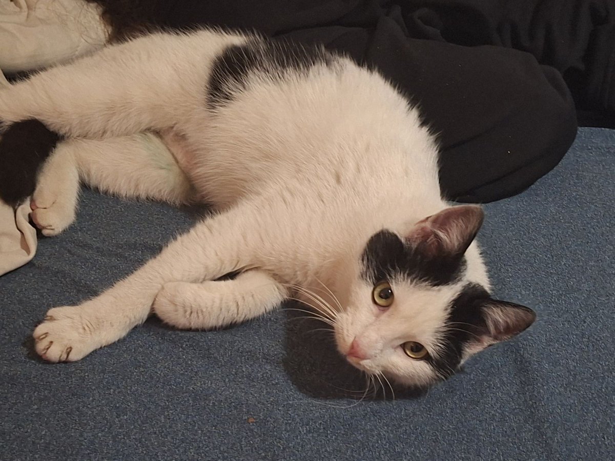 lupusexmachina1's tweet image. Ovo čudo mi je malopre utrčalo u stan.
Pomažite da nađemo čija je Beograd, Crveni krst. Širi dalje.