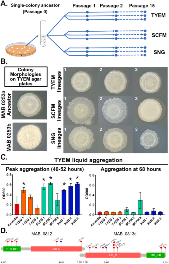 catarmbruster's tweet photo. Congrats to Sean, Will, and co-authors! Shoutout to
@CmuScience Quantitative Biology &amp; Bioinformatics (QBB) MS student Isabelle D'Amico from my lab for her creative work on this cool collaboration! https://t.co/MDFpnxJ3T2 https://t.co/U2FhdMdweP