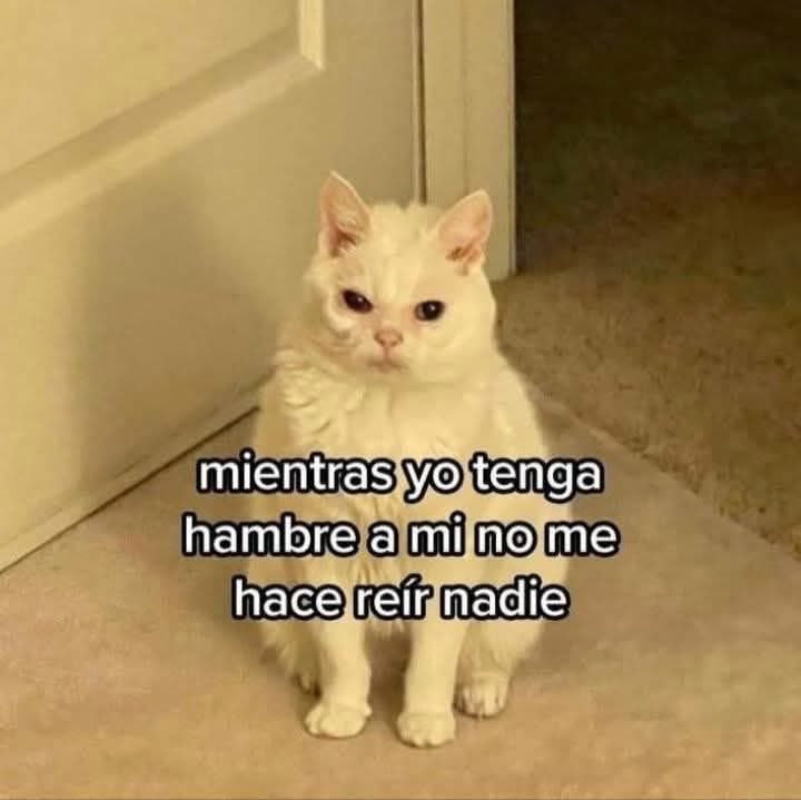 Dilo con gatitoz (@dilocongatitoz) on Twitter photo 