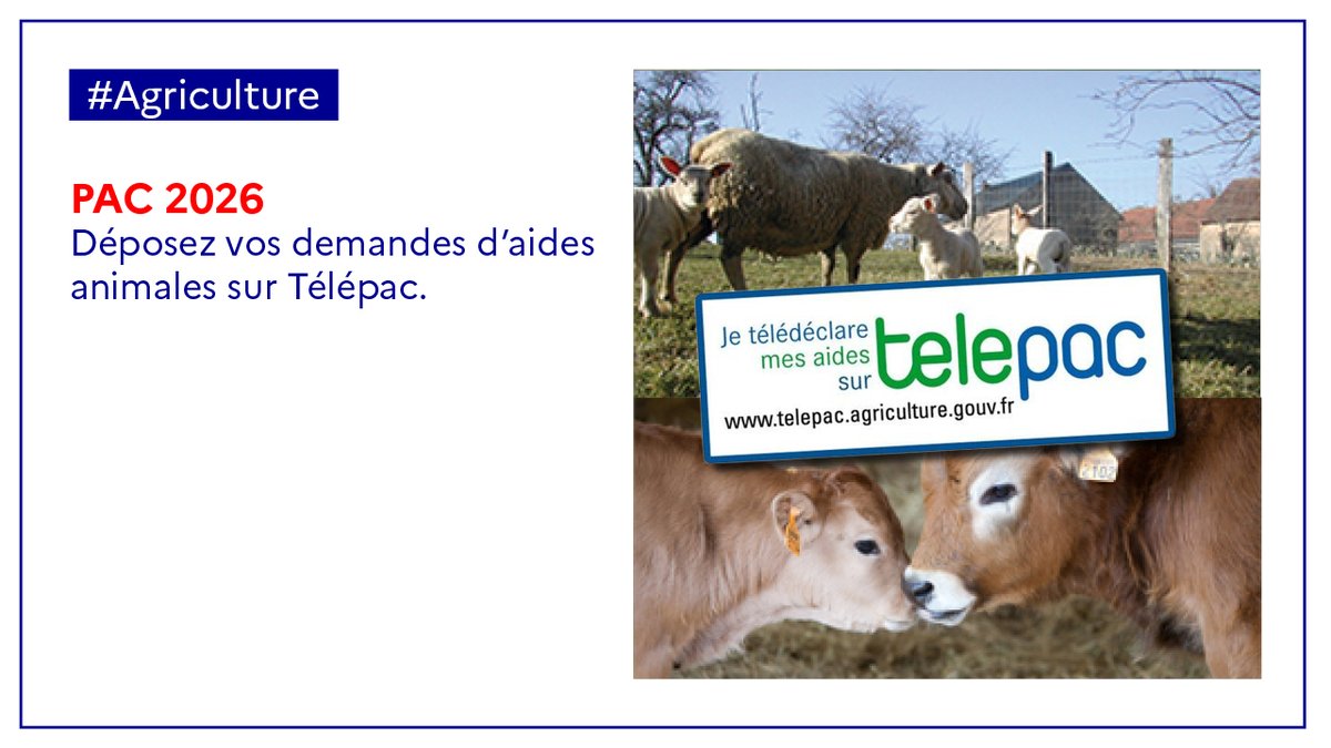 Prefet79's tweet photo. 🐄🐐🐏#Telepac | La campagne PAC 2026 de déclaration des aides animales est lancée.
➡️ jusqu'au 31 janvier inclus pour les aides ovines et/ou             caprines
➡️ jusqu'au 15 mai inclus pour les aides bovines.

Pour être accompagnés, les exploitants agricoles peuvent s'adresser à leurs partenaires habituels ou à la DDT  (exclusivement sur RDV).

Plus d'informations sur https://t.co/KdB0wA0fzp