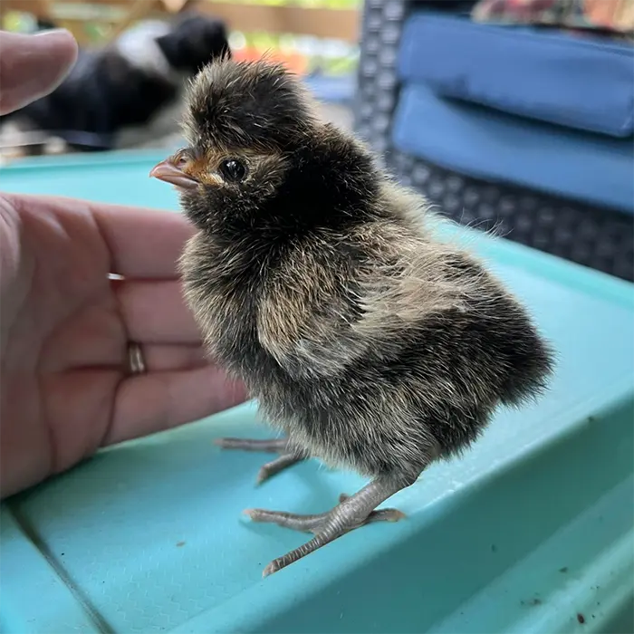 AspectFall's tweet image. the cold chicken should really have a poof on their head like polish chicks do