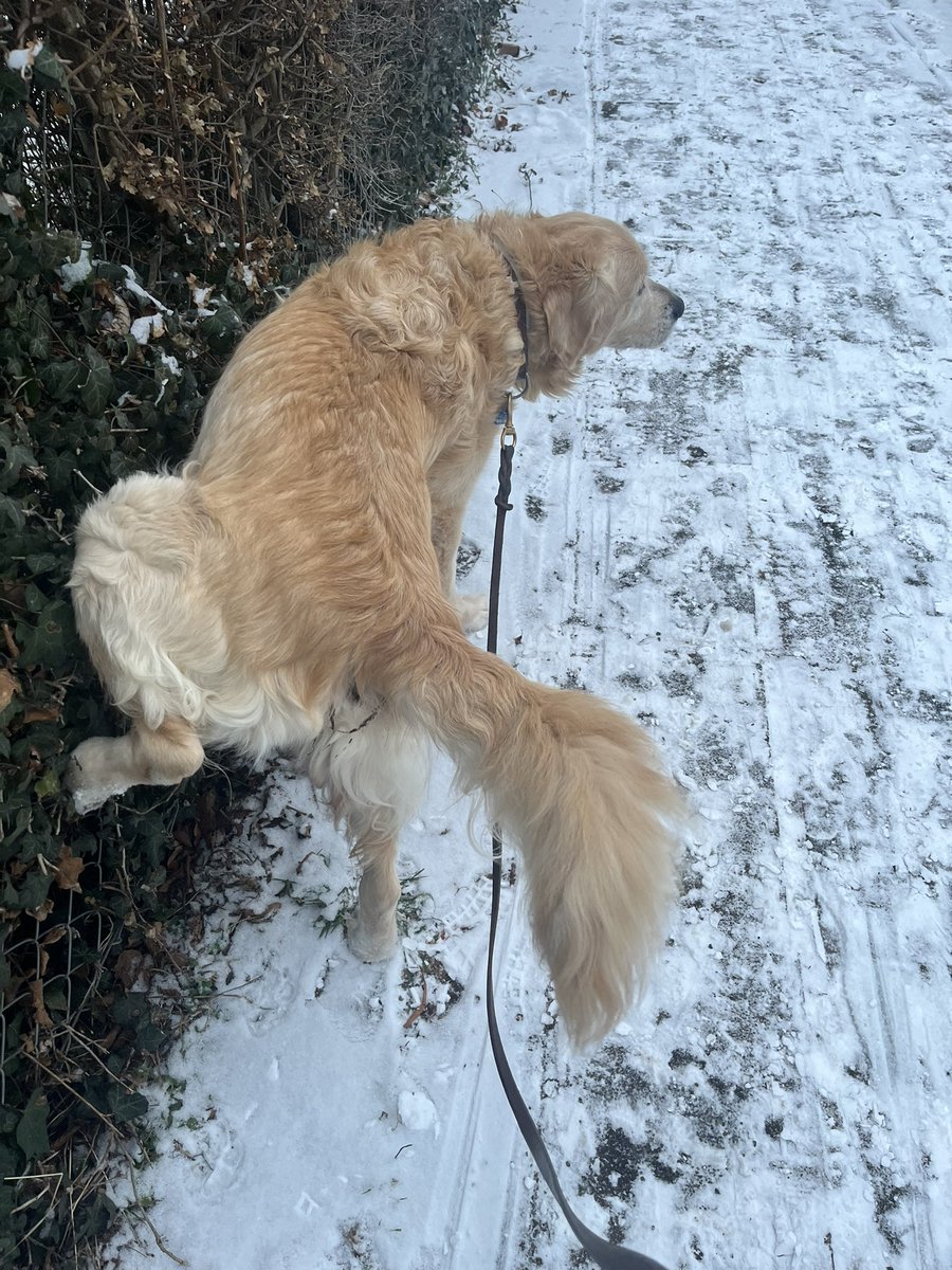 Transbaerchen's tweet image. Bekomme zur Zeit lange Spaziergänge im Schnee. 
Lieb ich ja eigentlich. 
Aber irgendwie vertrag ich das nicht mehr so gut, trotz getrimmter Haare bekomme ich Eisklumpen an den Füßen oder Brauch generelle Auffwärm-Pausen. 
Zum Glück hat Personal immer warme Hände!