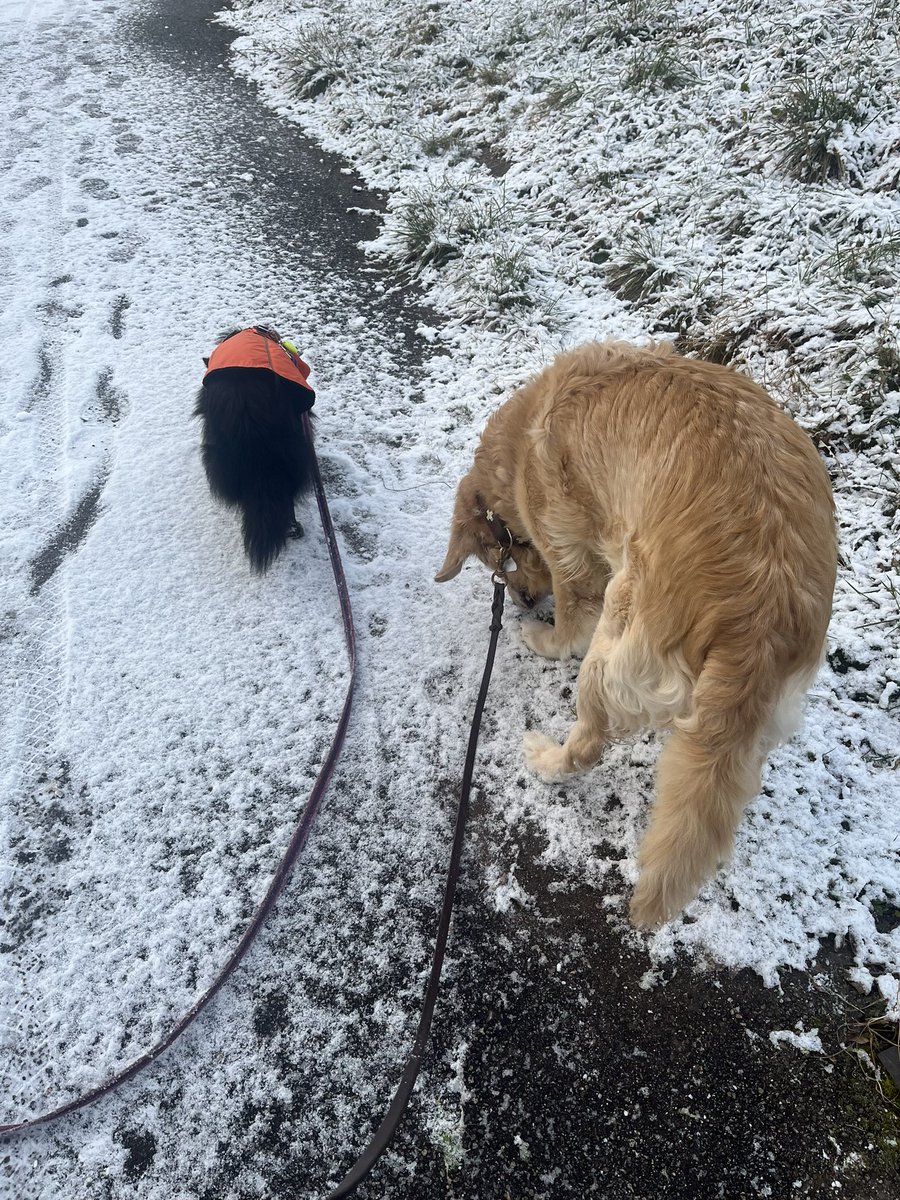 Transbaerchen's tweet image. Bekomme zur Zeit lange Spaziergänge im Schnee. 
Lieb ich ja eigentlich. 
Aber irgendwie vertrag ich das nicht mehr so gut, trotz getrimmter Haare bekomme ich Eisklumpen an den Füßen oder Brauch generelle Auffwärm-Pausen. 
Zum Glück hat Personal immer warme Hände!