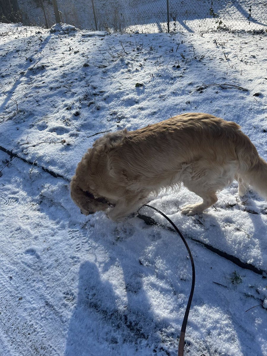 Transbaerchen's tweet image. Bekomme zur Zeit lange Spaziergänge im Schnee. 
Lieb ich ja eigentlich. 
Aber irgendwie vertrag ich das nicht mehr so gut, trotz getrimmter Haare bekomme ich Eisklumpen an den Füßen oder Brauch generelle Auffwärm-Pausen. 
Zum Glück hat Personal immer warme Hände!
