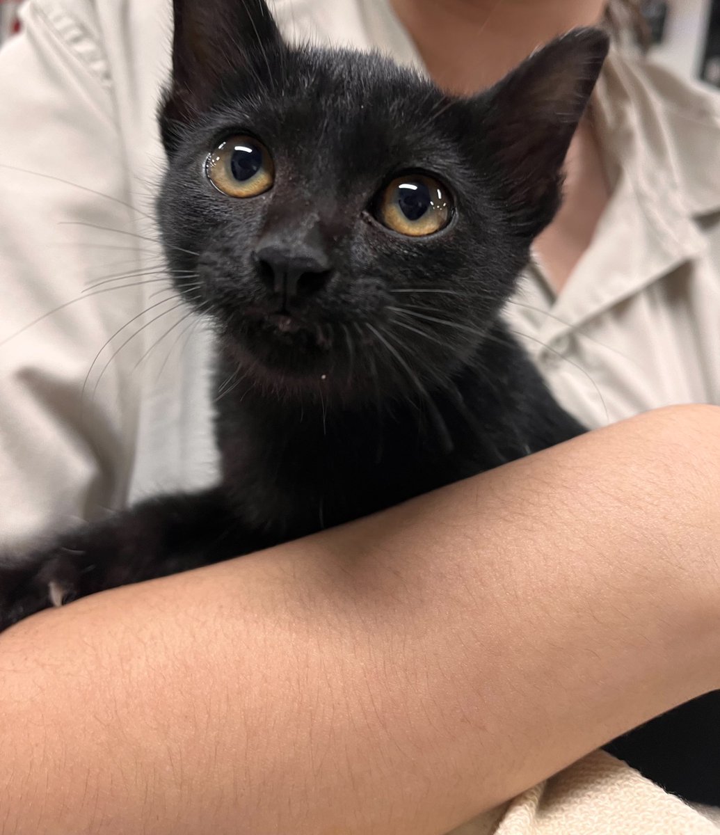 heeseungnb1's tweet image. ตามหาบ้านให้น้องแมวดำค่ะ เจอที่พุ่มไม้ประตูวิศวะมช. ไม่มีค่าตัวนะคะ อายุประมาณ 2 เดือน นิสัยน่ารักมาก ไม่ซน ขี้อ้อน #ทีมมช